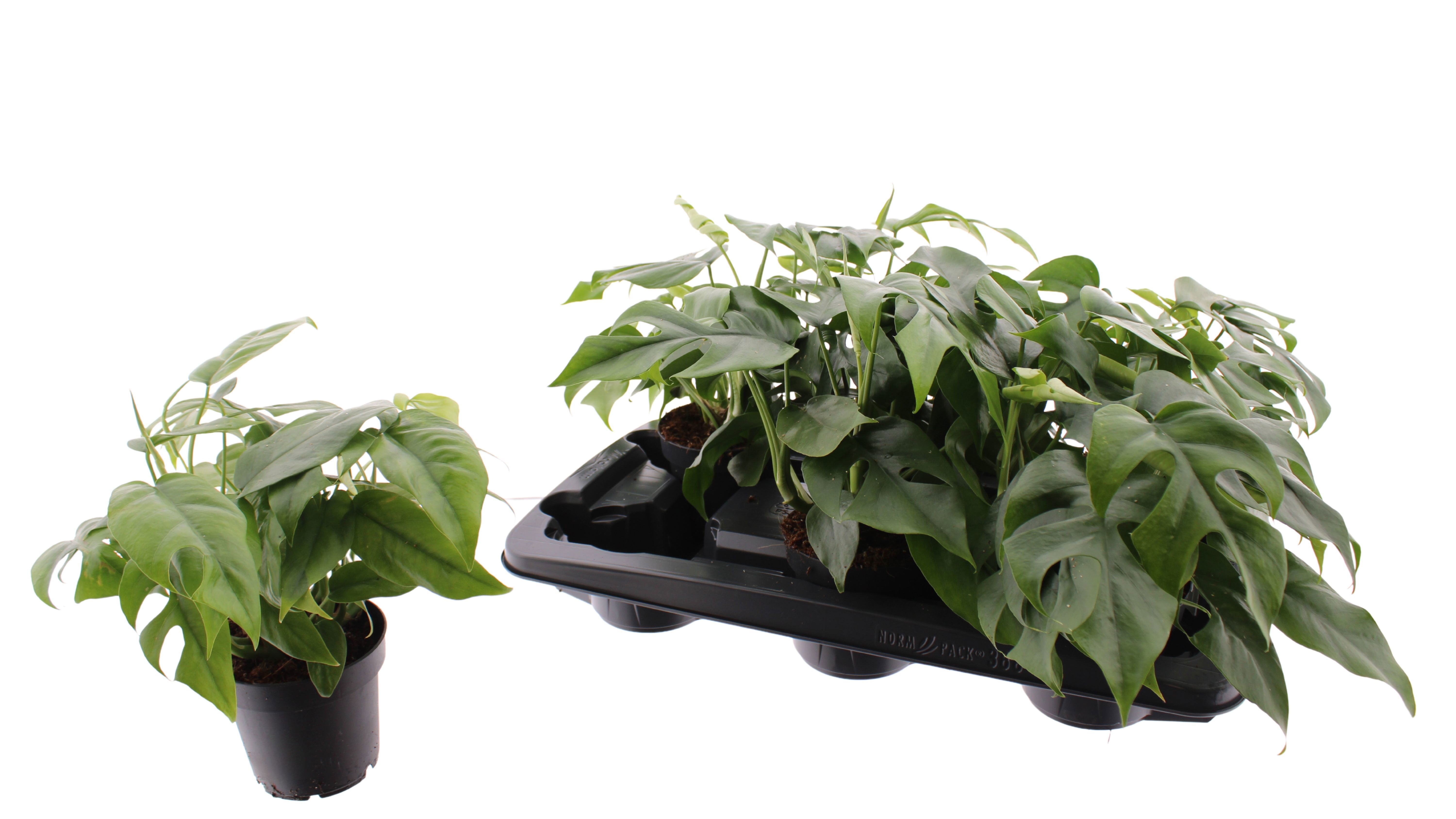 Monstera MONSTERA OV | Gardenline