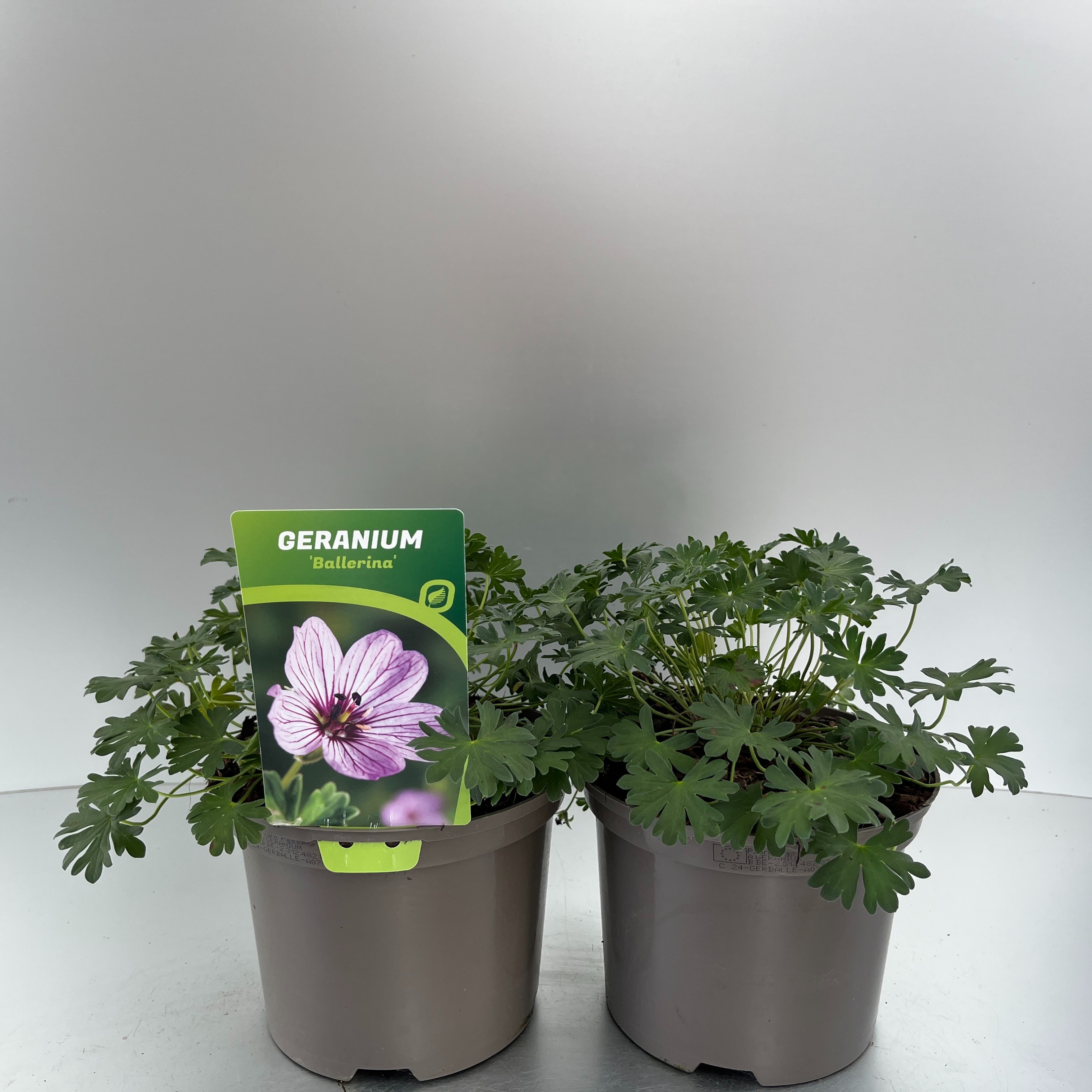 Picture of Geranium cinereum Ballerina P17 (2 Ltr)