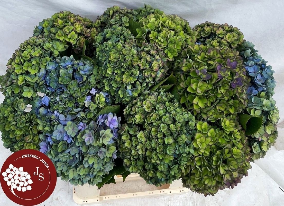 Hydrangea Royal Kiss Classic 60cm 12Ø