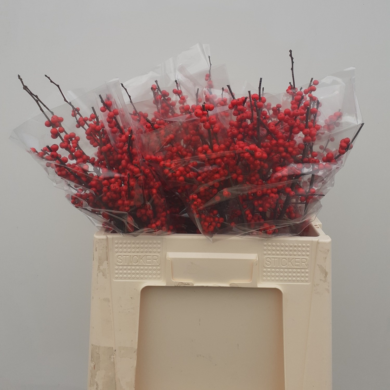 Ilex Verticlilata 60cm