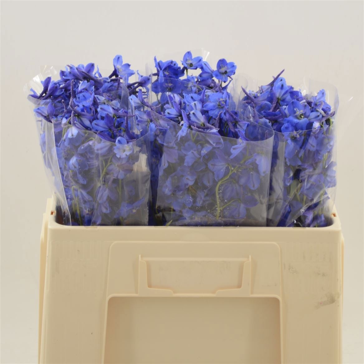Delphinium Donna 50cm