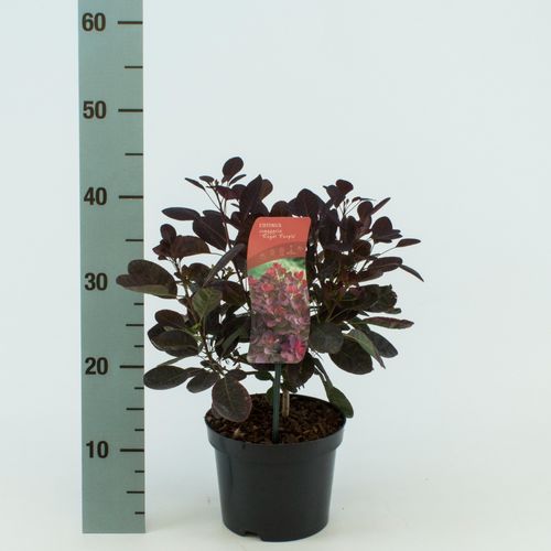 Cotinus coggygria 'Royal Purple' p17 Wout.