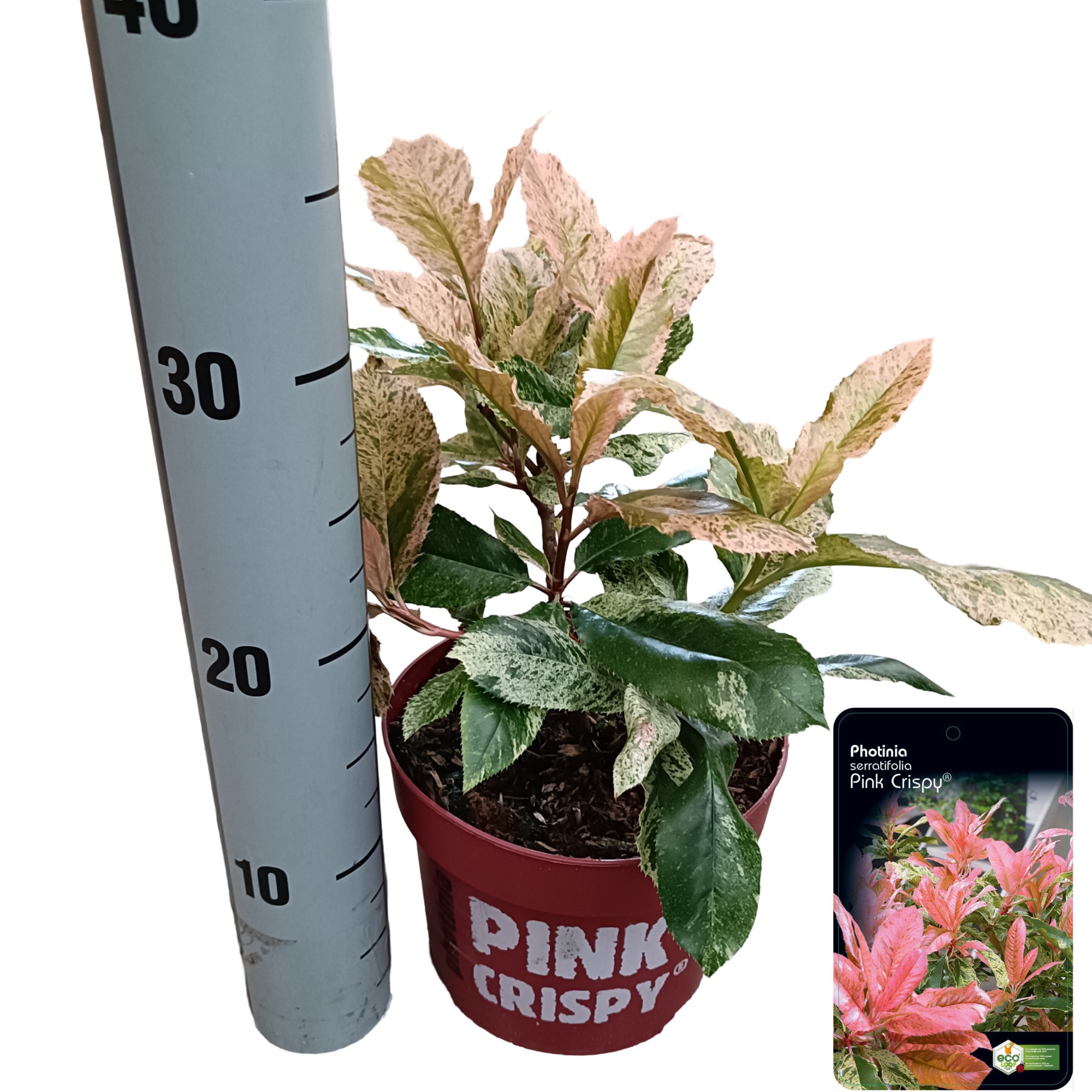 Picture of Photinia serratifolia 'Pink Crispy'® C2