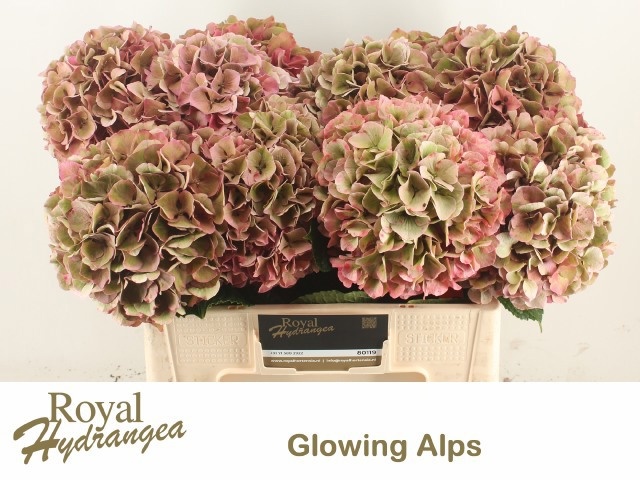 Hydrangea Glowing Alps Classic 50cm 18Ø