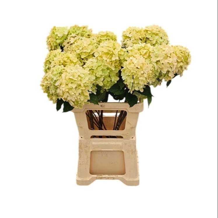 Hydrangea Limelight 60cm 10Ø