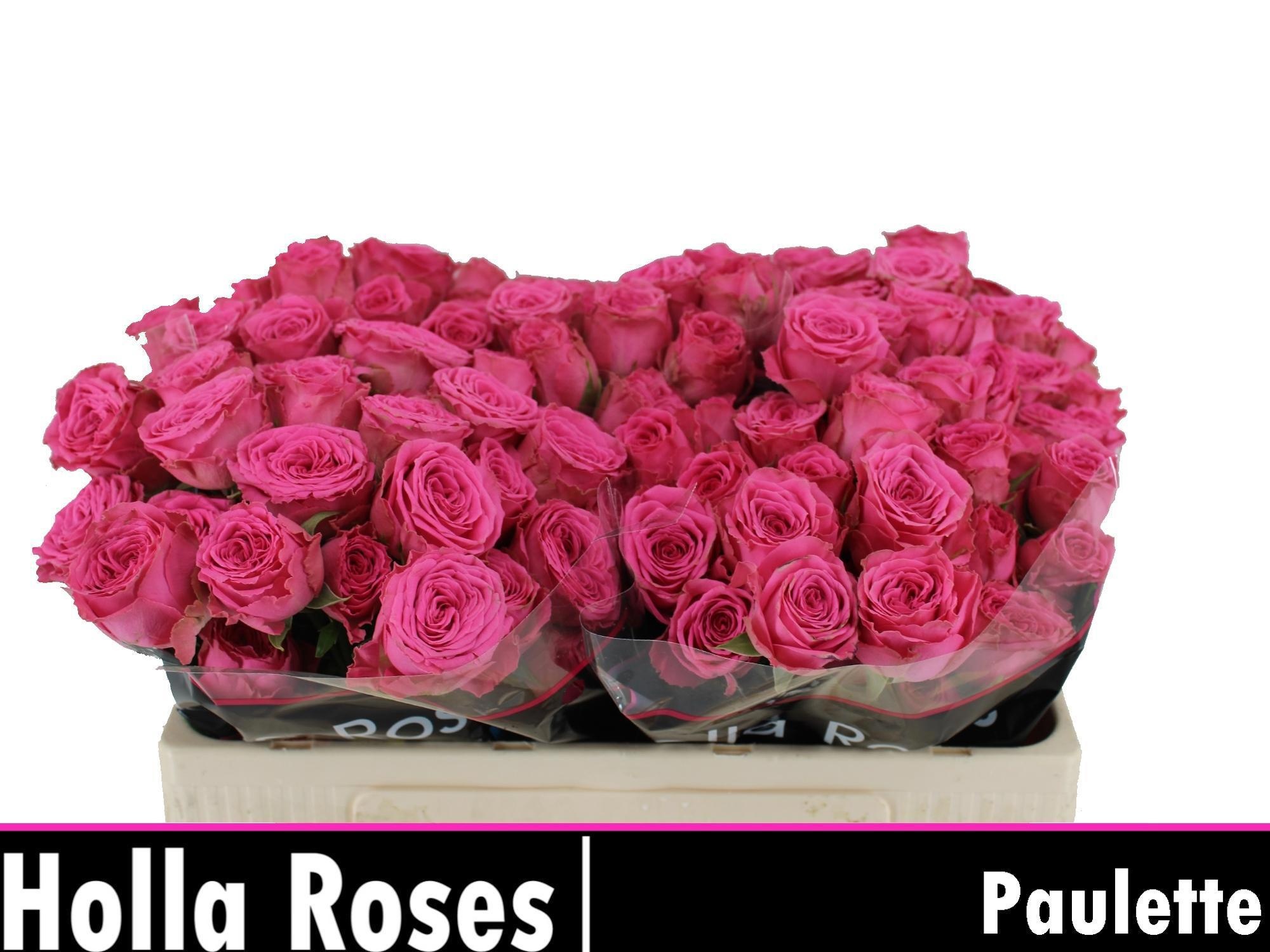R Tr Paulette!