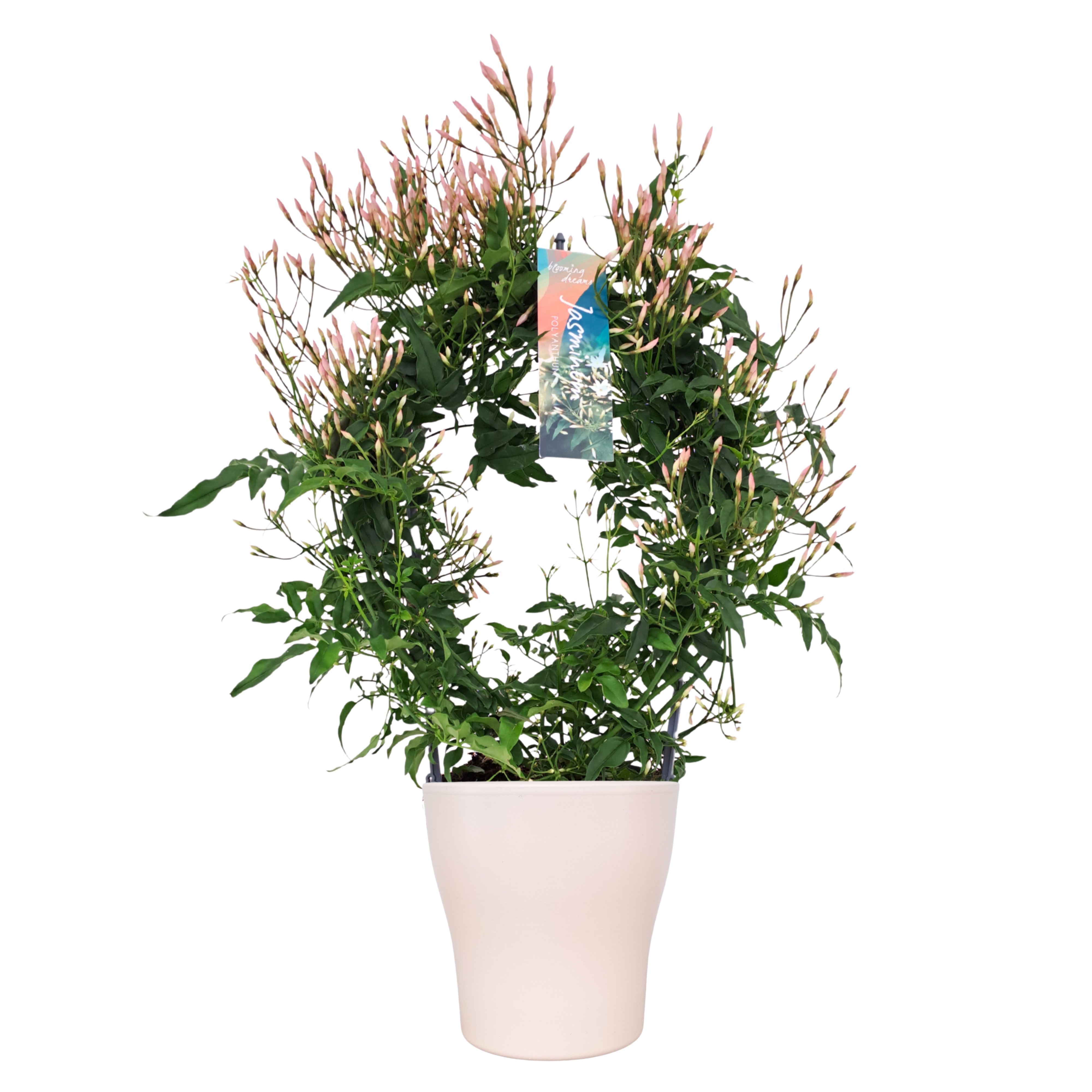 Jasminum boog keramiek wit (Jasmijn)