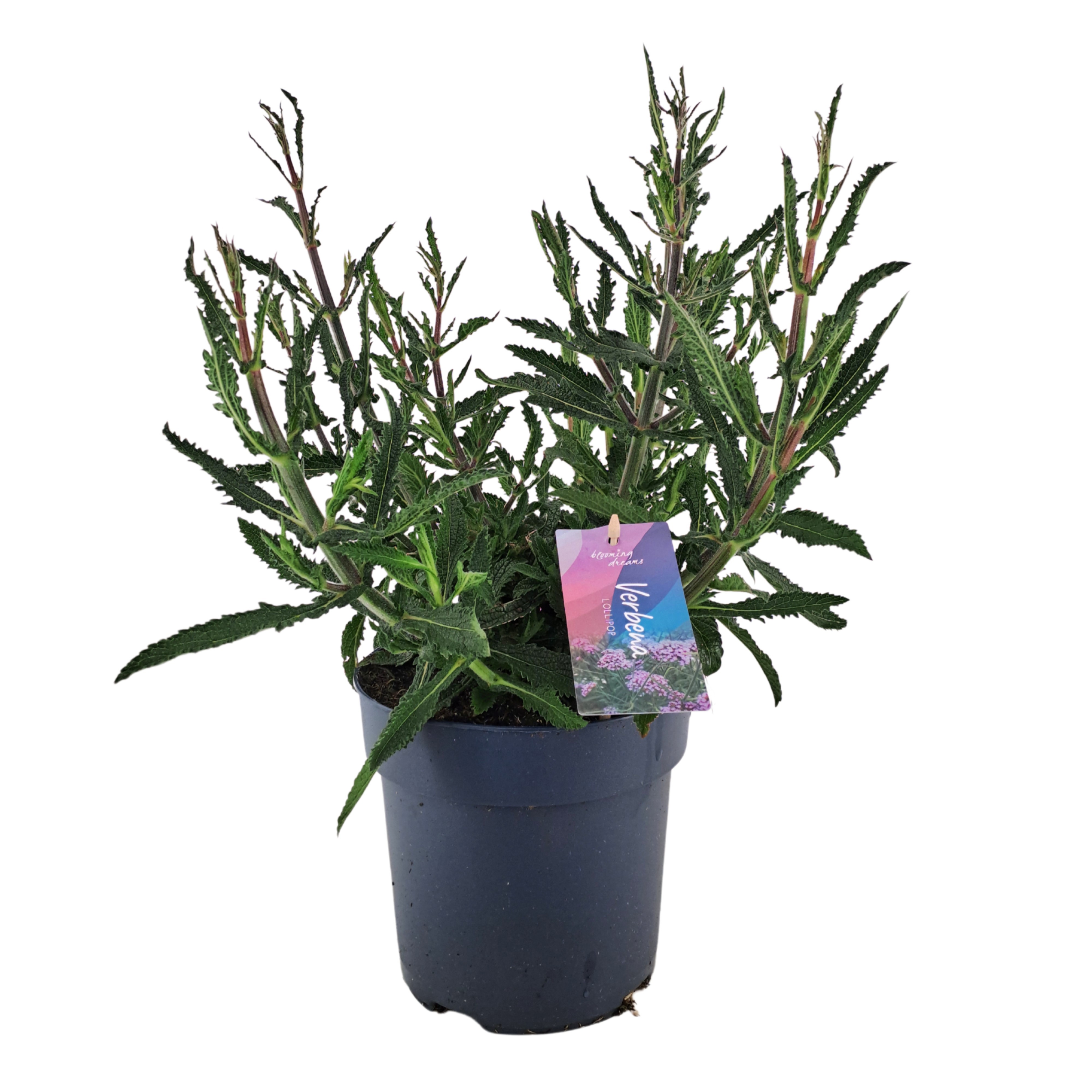 Verbena bonariensis 'Lollipop' pt