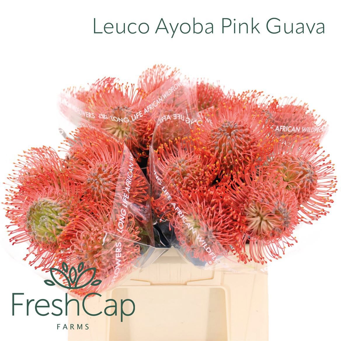 Leuco Ayoba Pin Guav