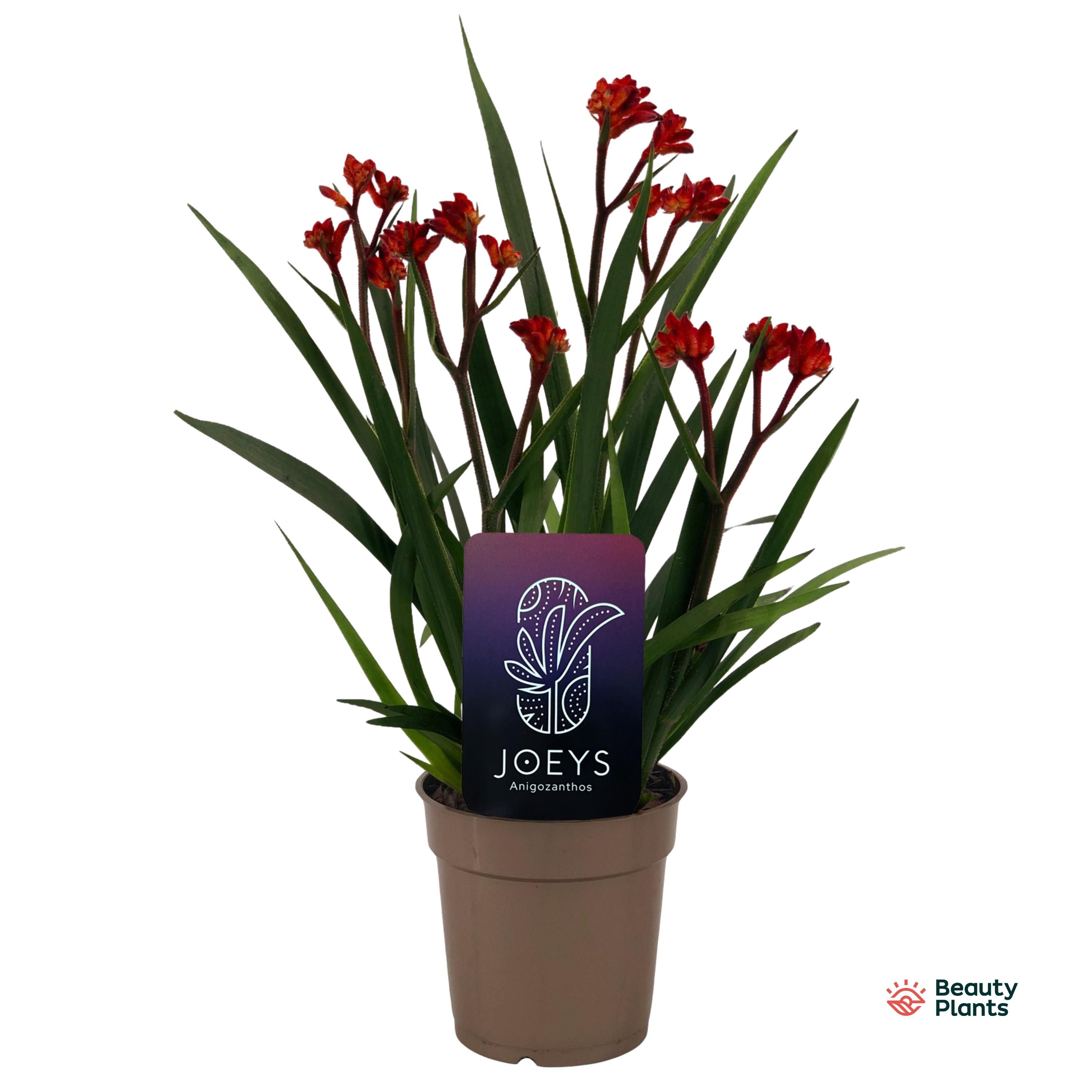 Anigozanthos Beauty Red®