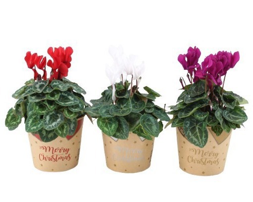 Cyclamen mix in 'Be Present' Christmas cup