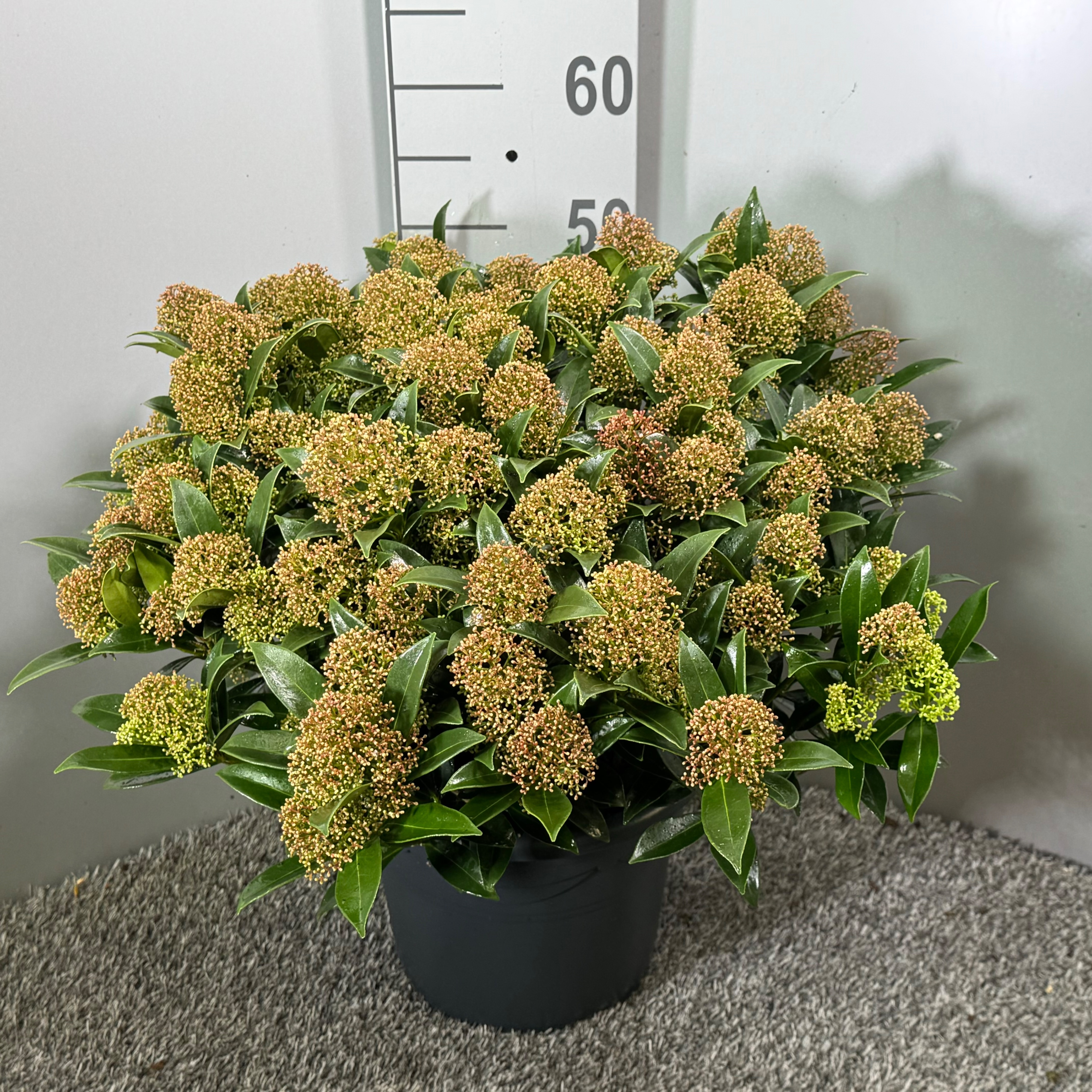 Picture of Skimmia japonica Godrie's Dwarf P26 (7.5 Ltr) (LOOSE)