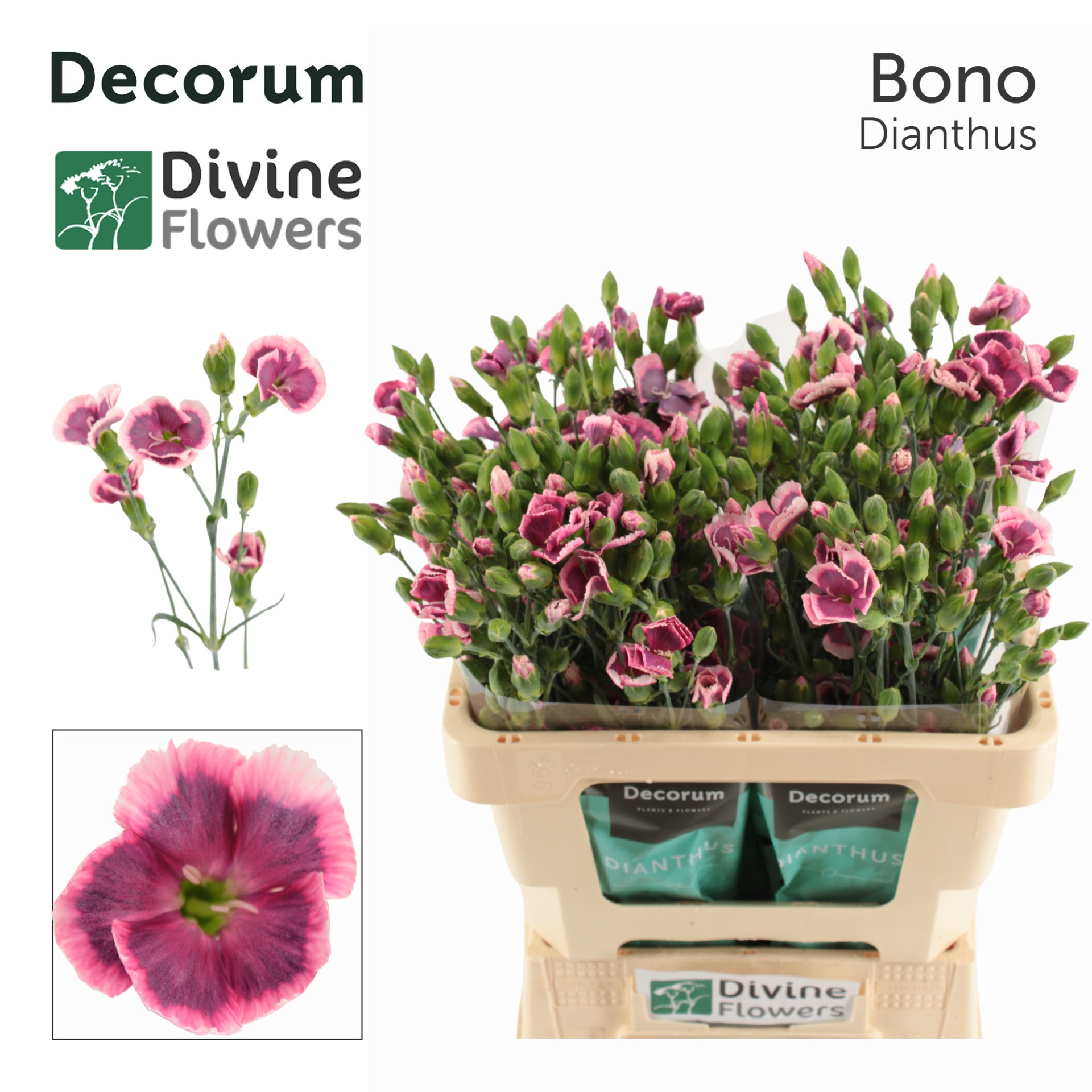 Dianthus Spr Solomio Bono 60cm