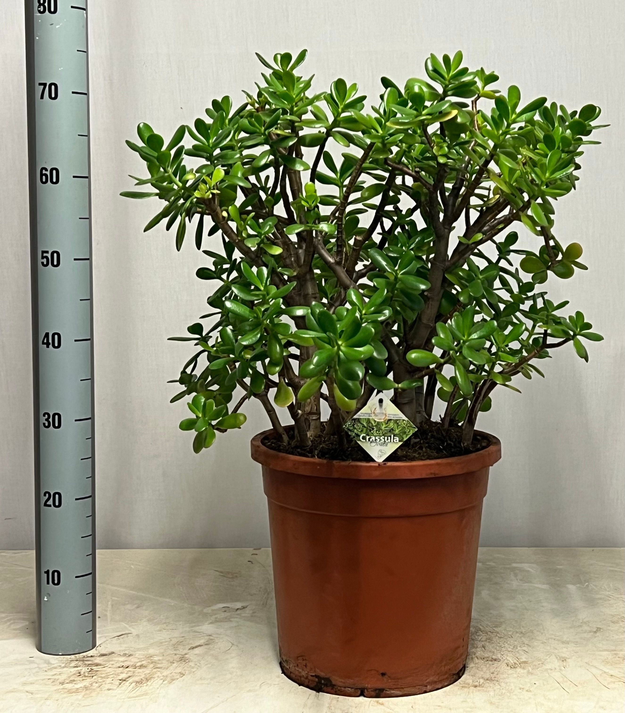 Crass Ovata 32P 75H