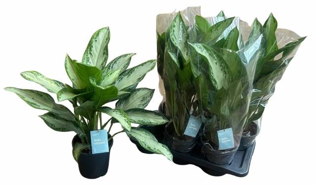 Aglaonema 'Silver Bay' - Aglaonema
