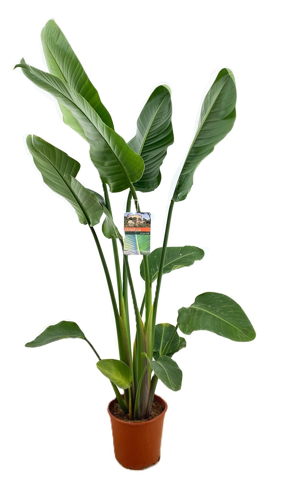 Strelitzia augusta