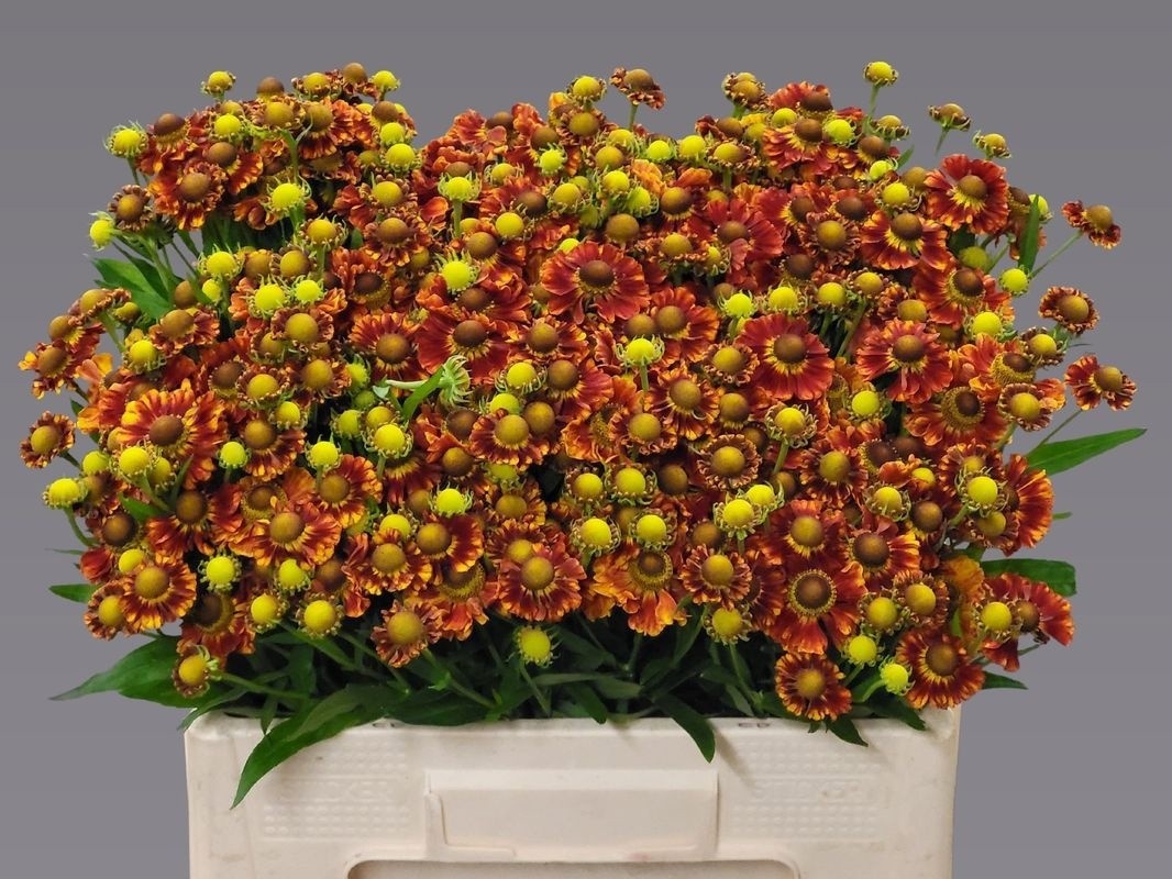 Helen Autumn Fire