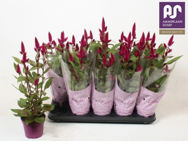 Celos Deep Purple 12Ø 45cm