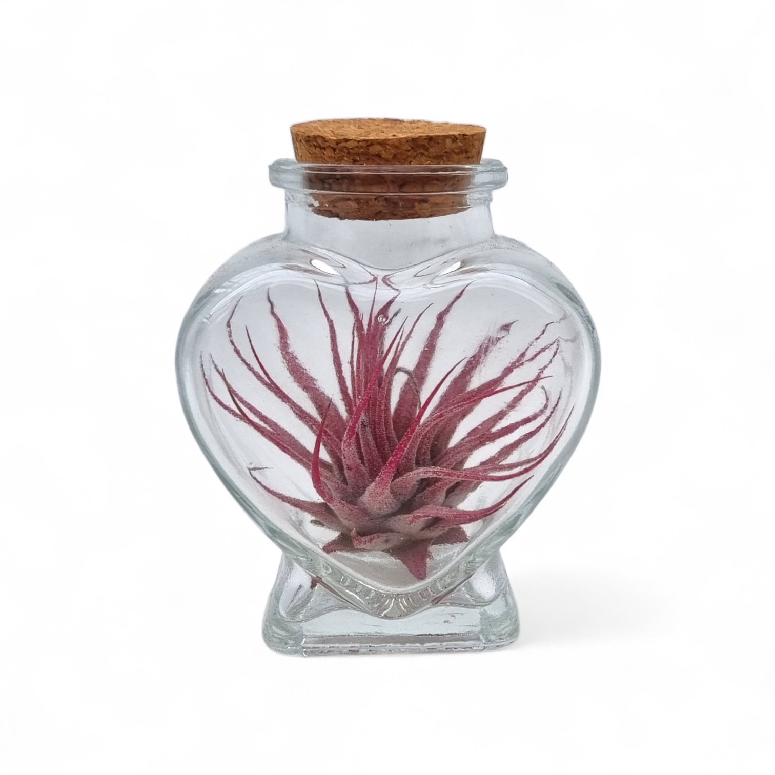 Arr Tillandsia 4P 10H 99bloei