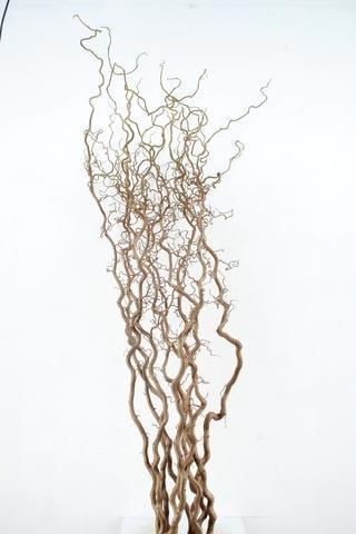 Coryl Av Contorta