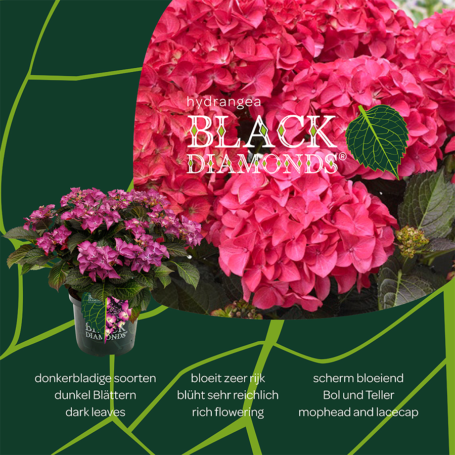 Picture of Hydrangea macr. Black Diamonds® MIX C2 (17cm.)