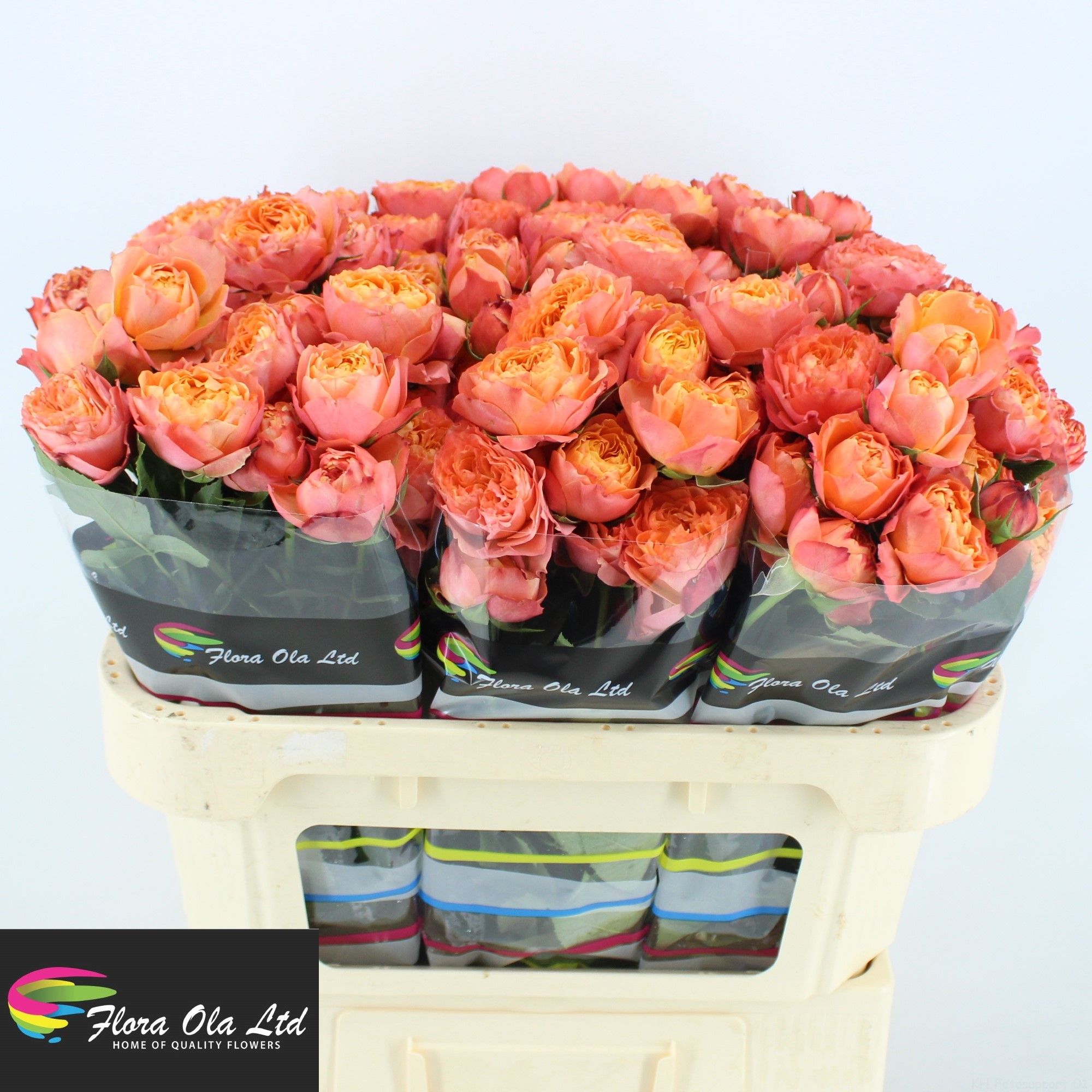 Rose Spray Mandarina 70cm