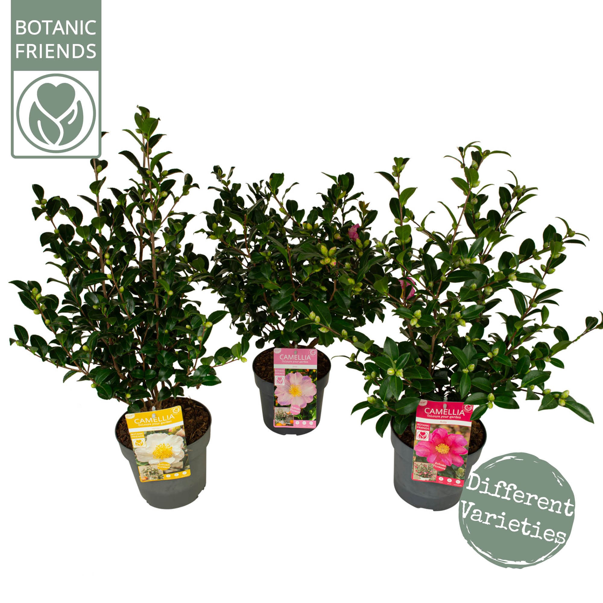 Picture of Camellia sasanqua in varieties P19 (3 Ltr) PREMIUM (LOOSE)