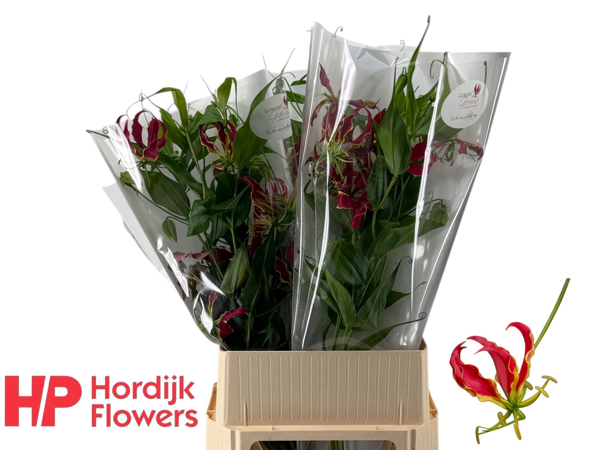 Gloriosa Rothschild