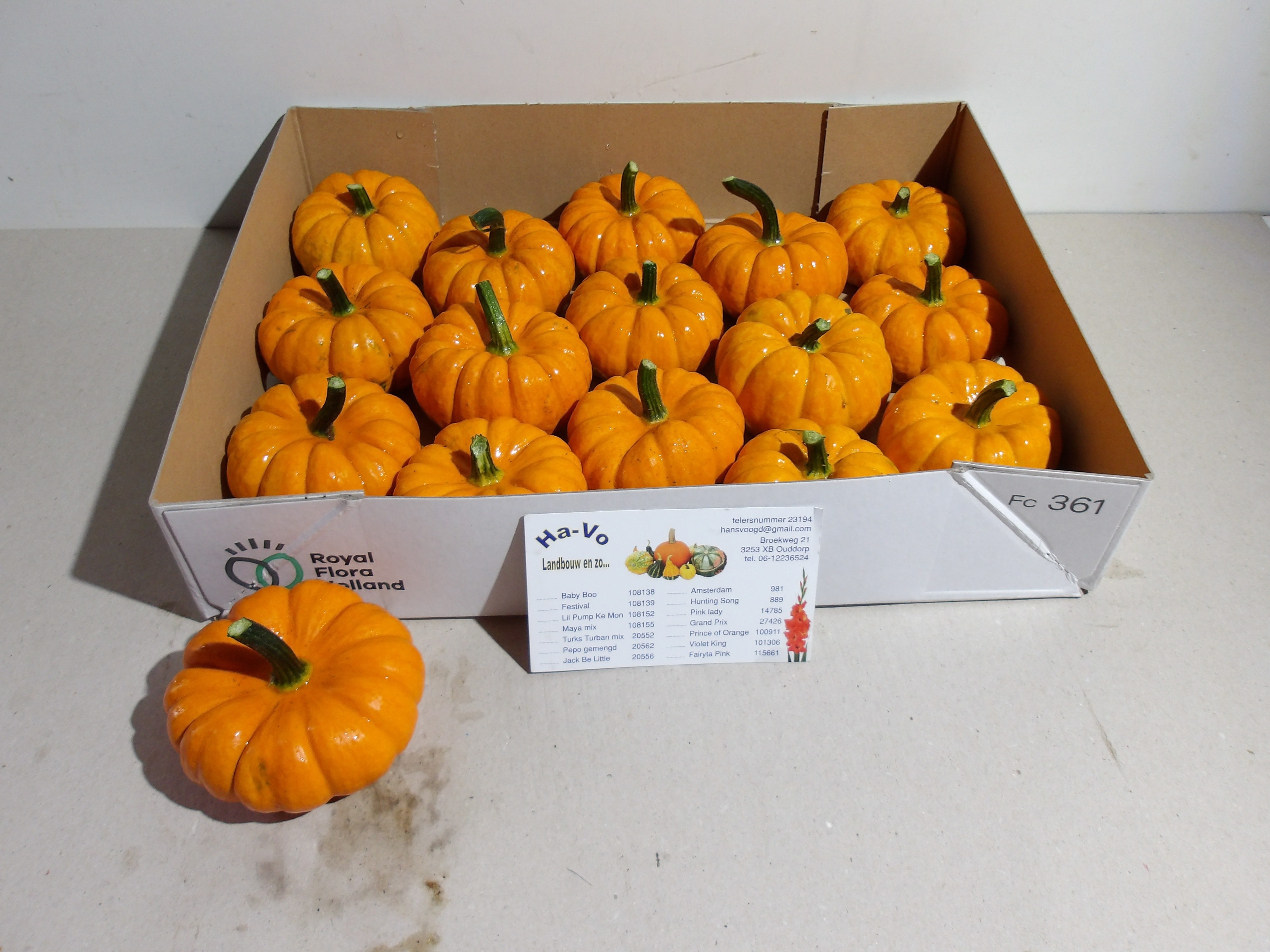 Cucurbita Jack Be Little