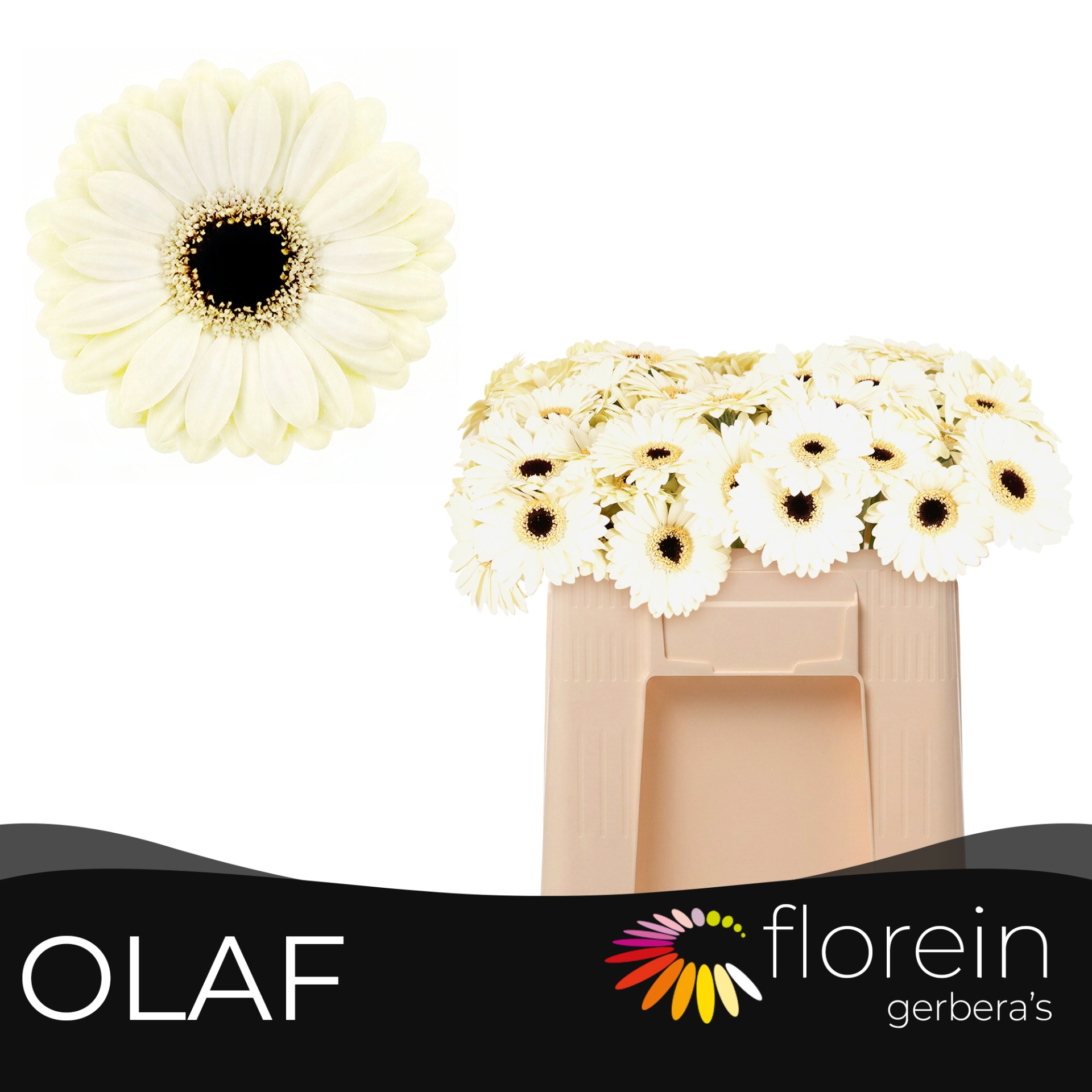 Ge Mi Olaf Aquabox - Diamond (8 X 15)