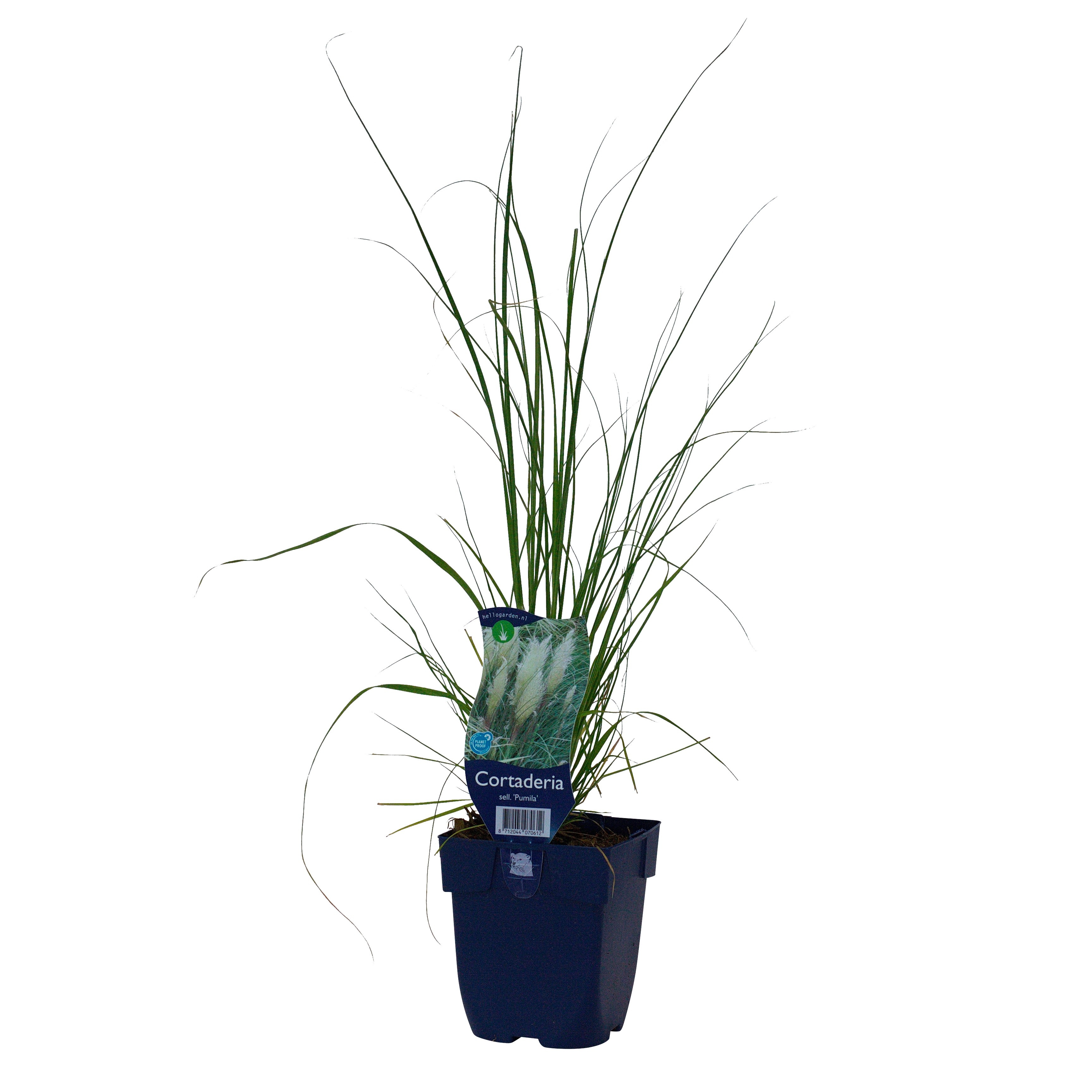 Cortaderia selloana 'Pumila'