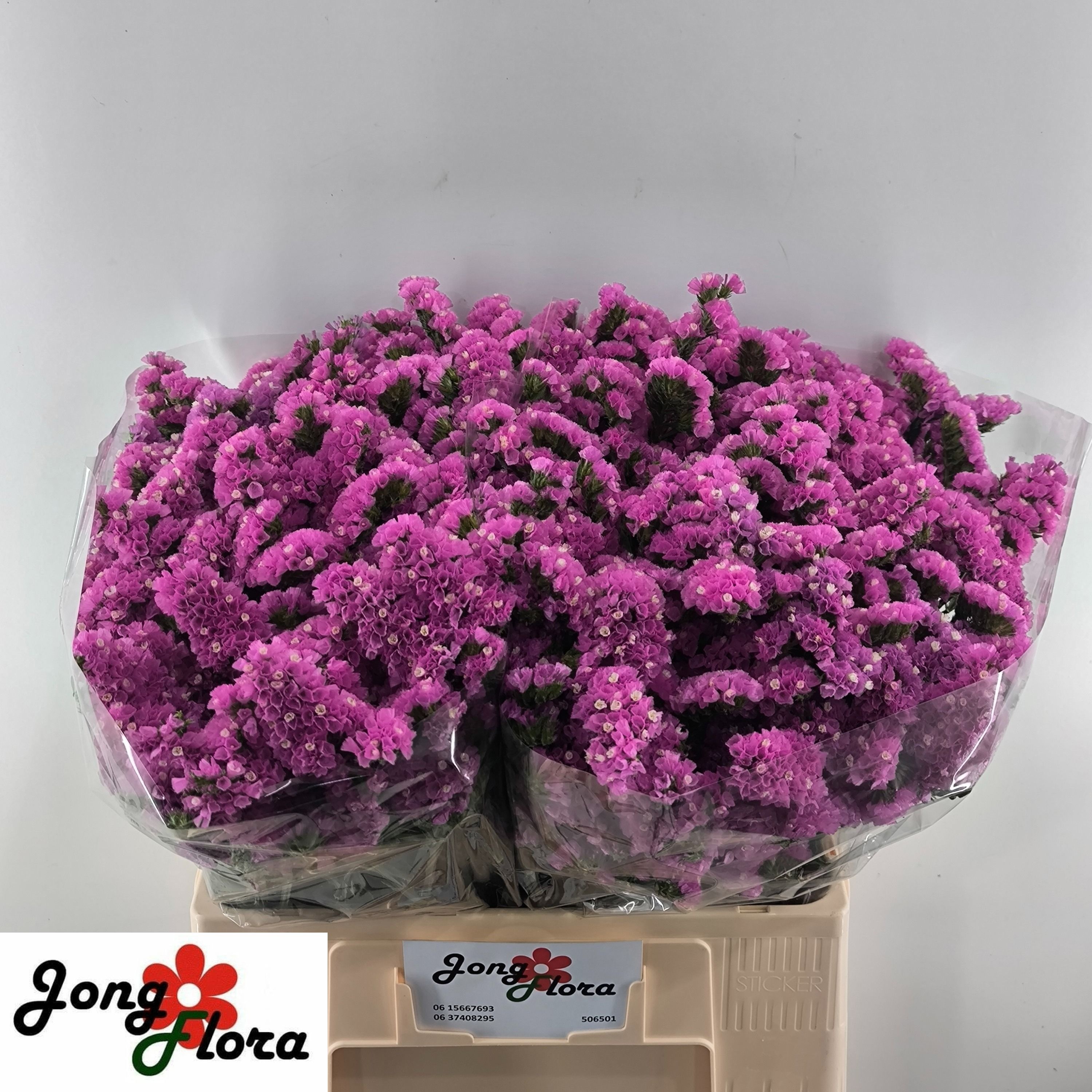 Limonium St Raspberry Wings 60cm 25gram