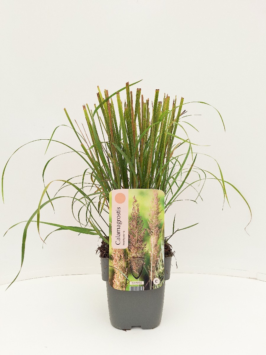 Calamagrostis brachytricha