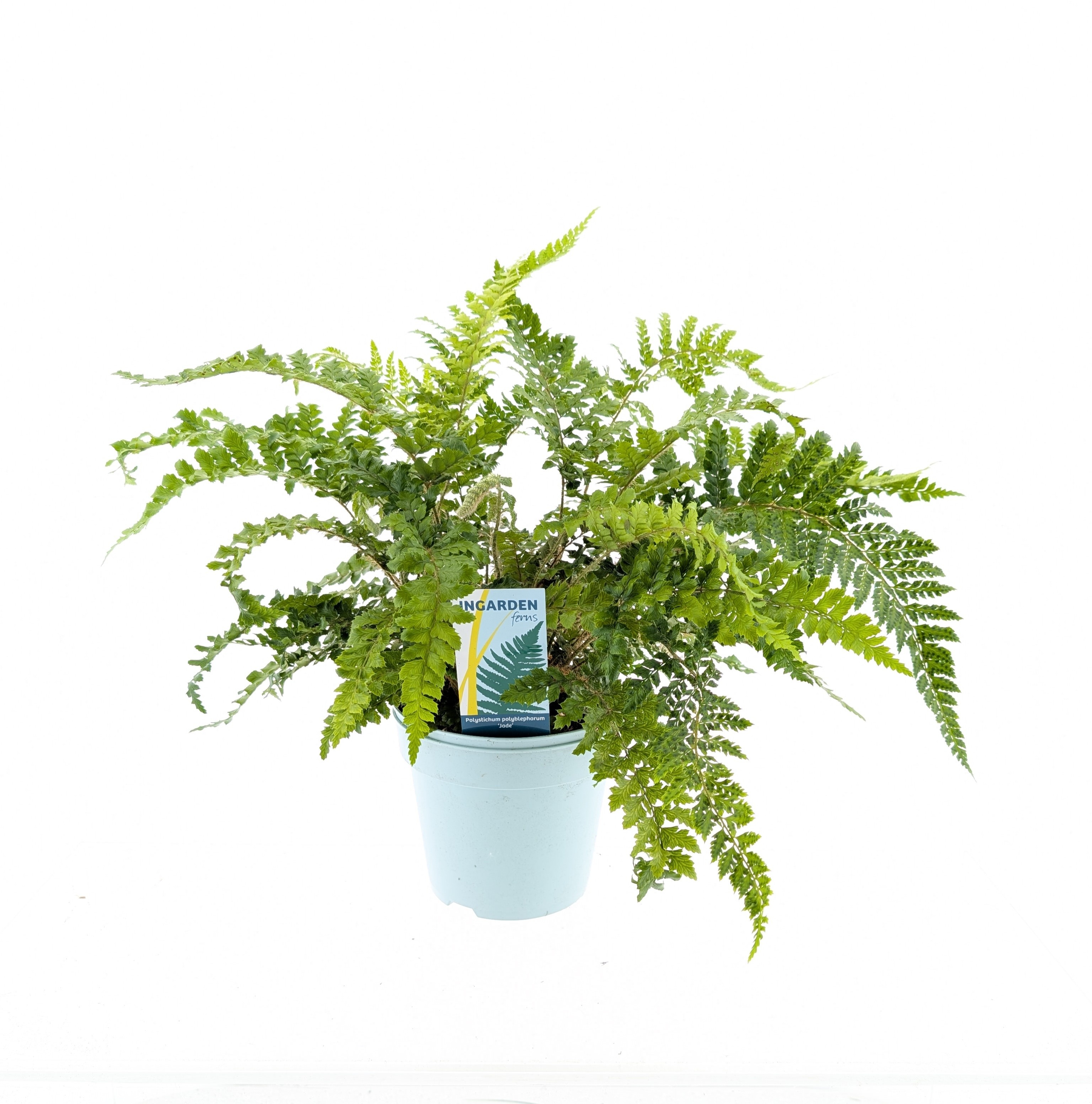 Picture of Polystichum polyblepharum 'Jade'
