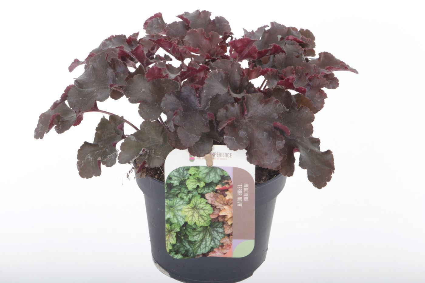 Heuchera 'Melting Fire'