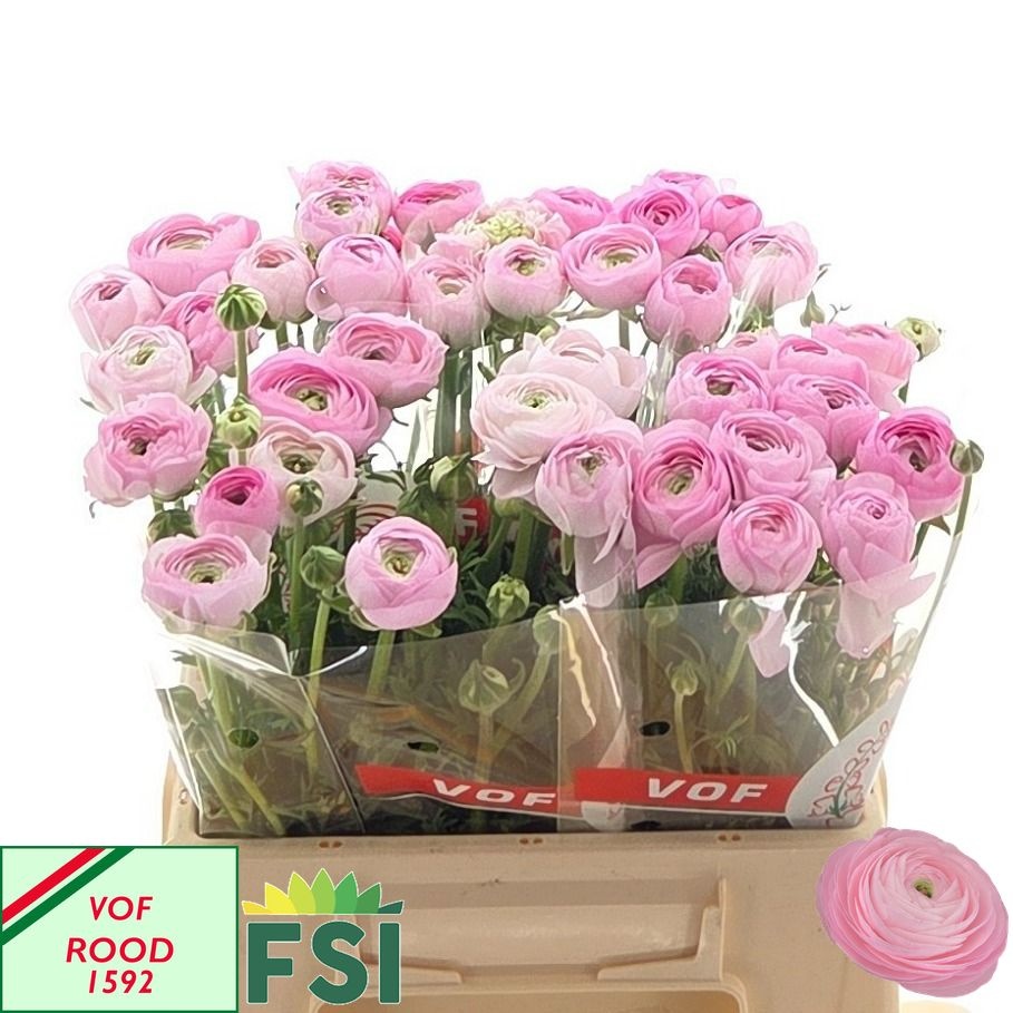 Ranunculus Elegance Pink 40cm