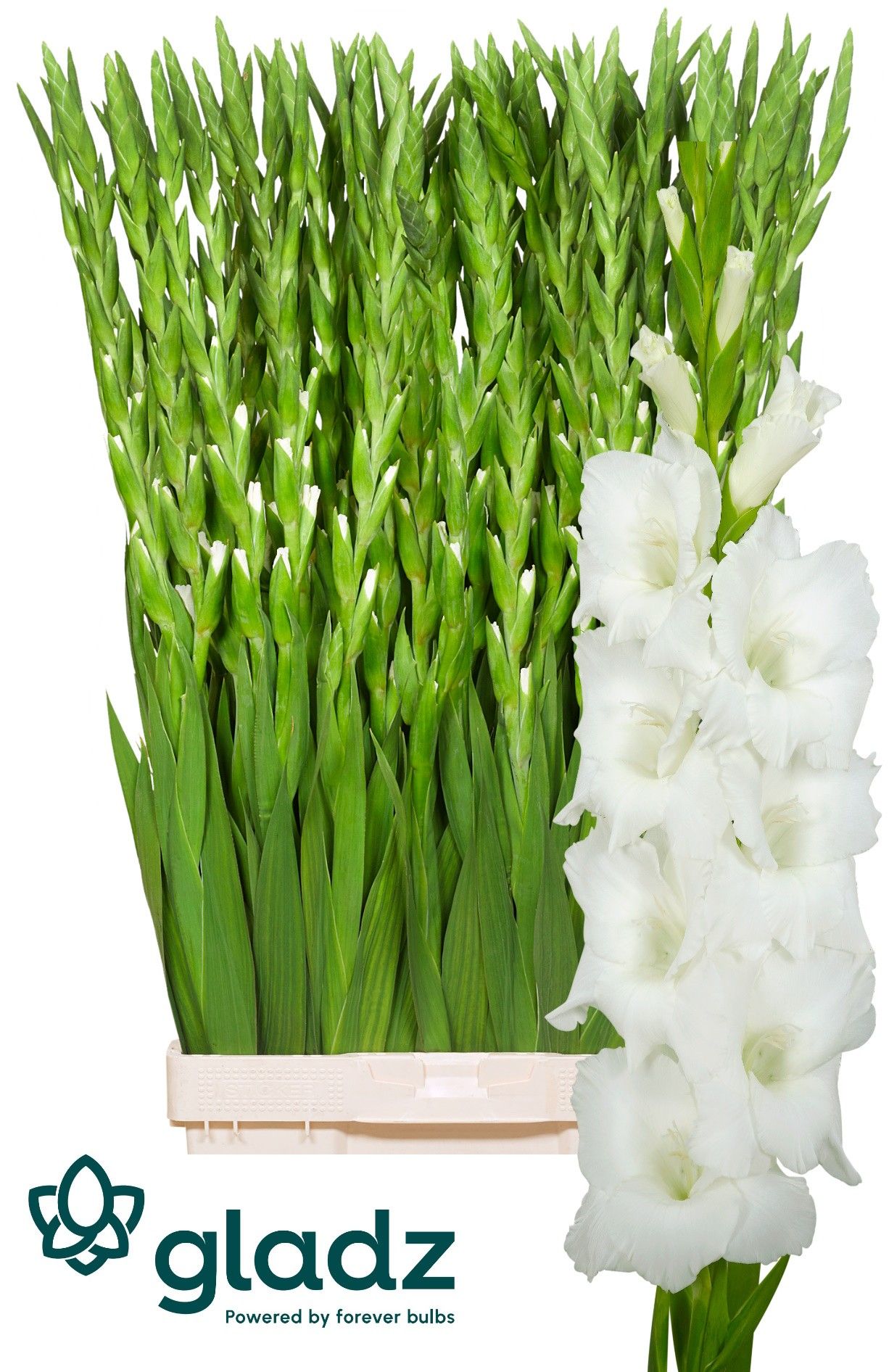 Gladiolus Nova Zembla 130cm 210gram