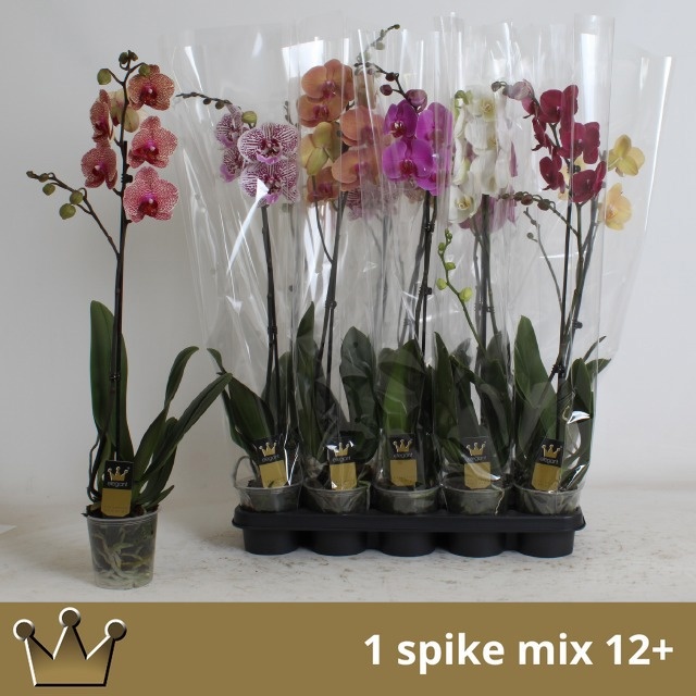 Phal Gem 7 Kl 12P 75H 1TAK 9bloem 23bloei