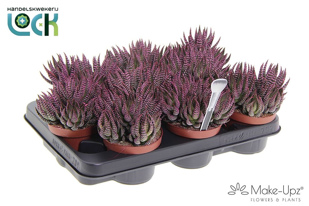Haworthia 510Ø 15cm