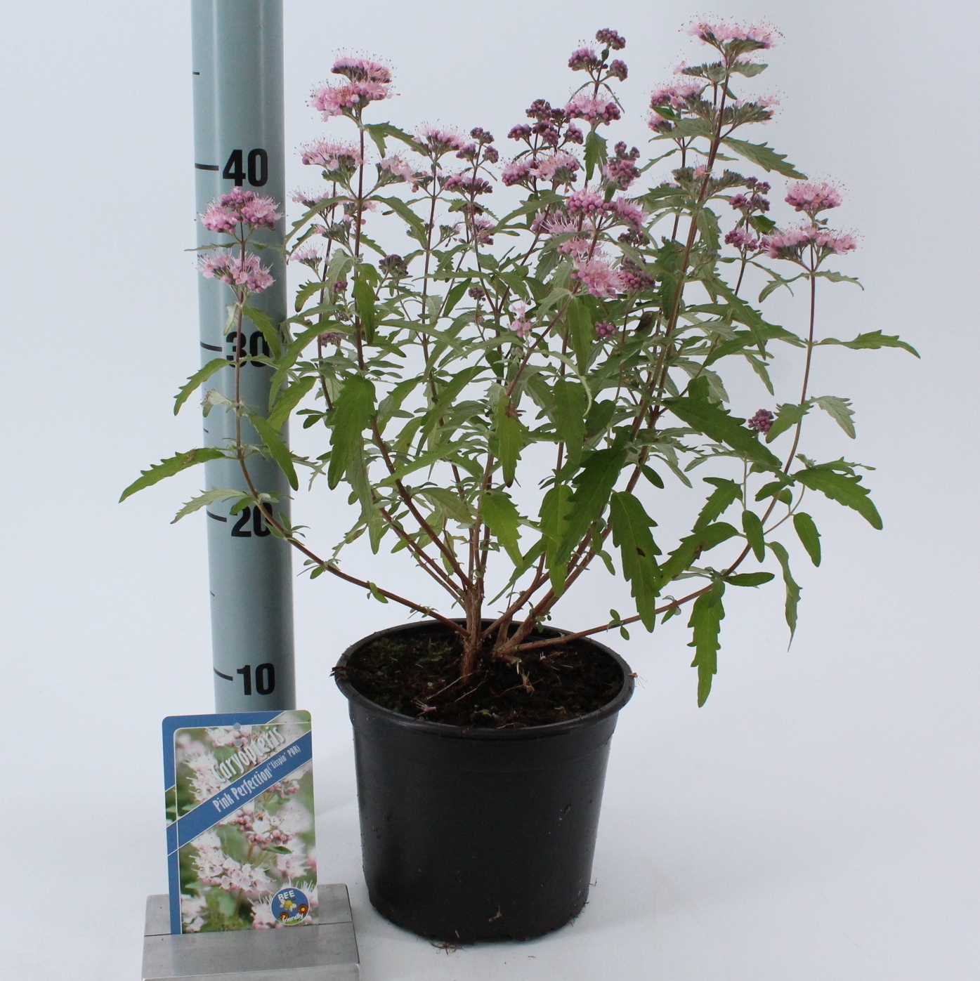 Picture of Caryopteris Pink Perfection ('Lisspin'PBR)