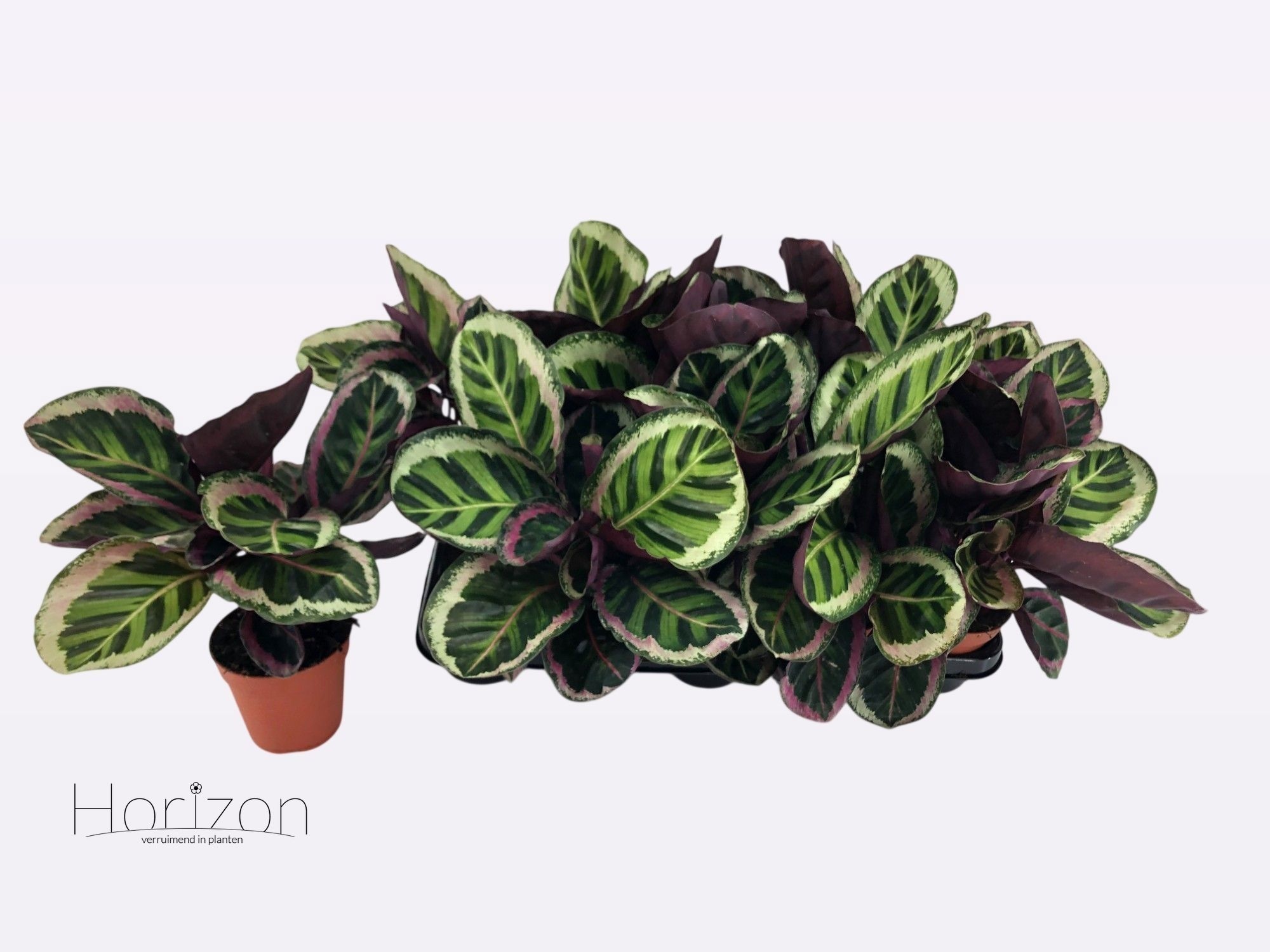 Calathea Angela | Hamiplant