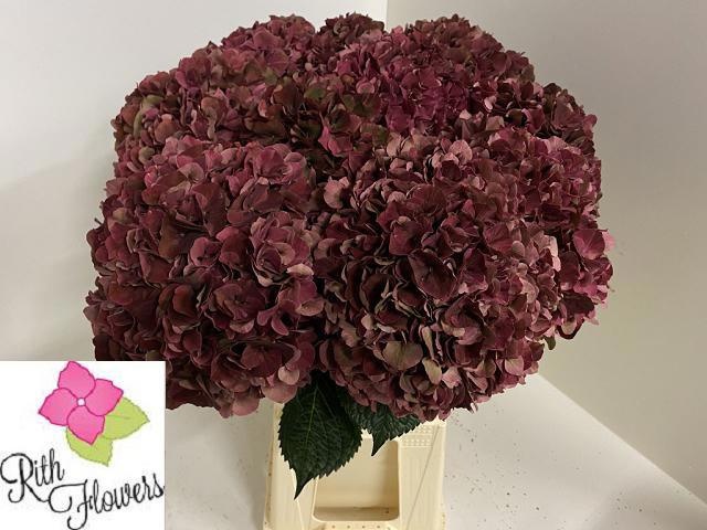 Hydrangea Ruby Pink Classic 60cm 20Ø
