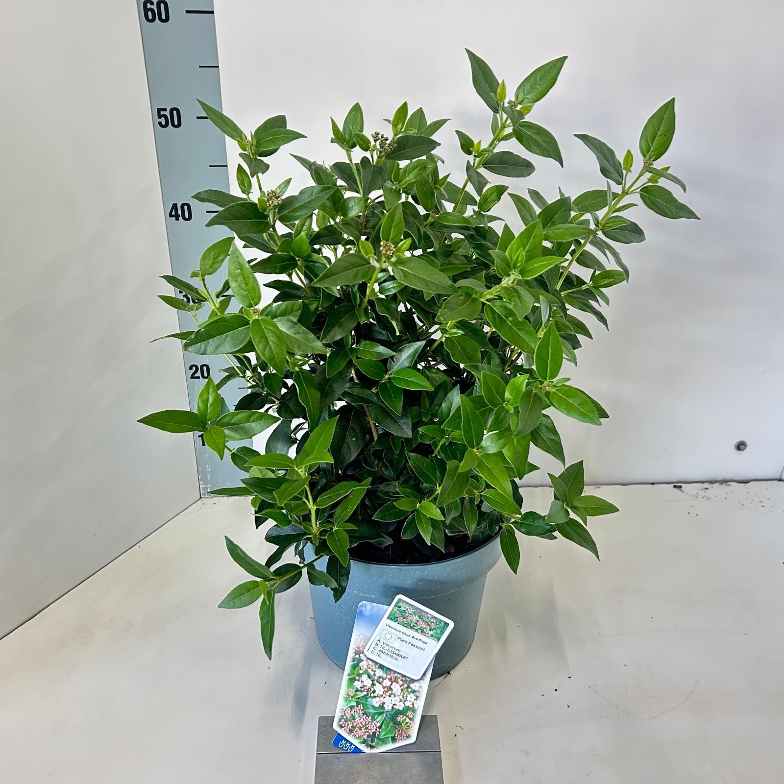 Picture of Viburnum tinus ‘Eve Price’