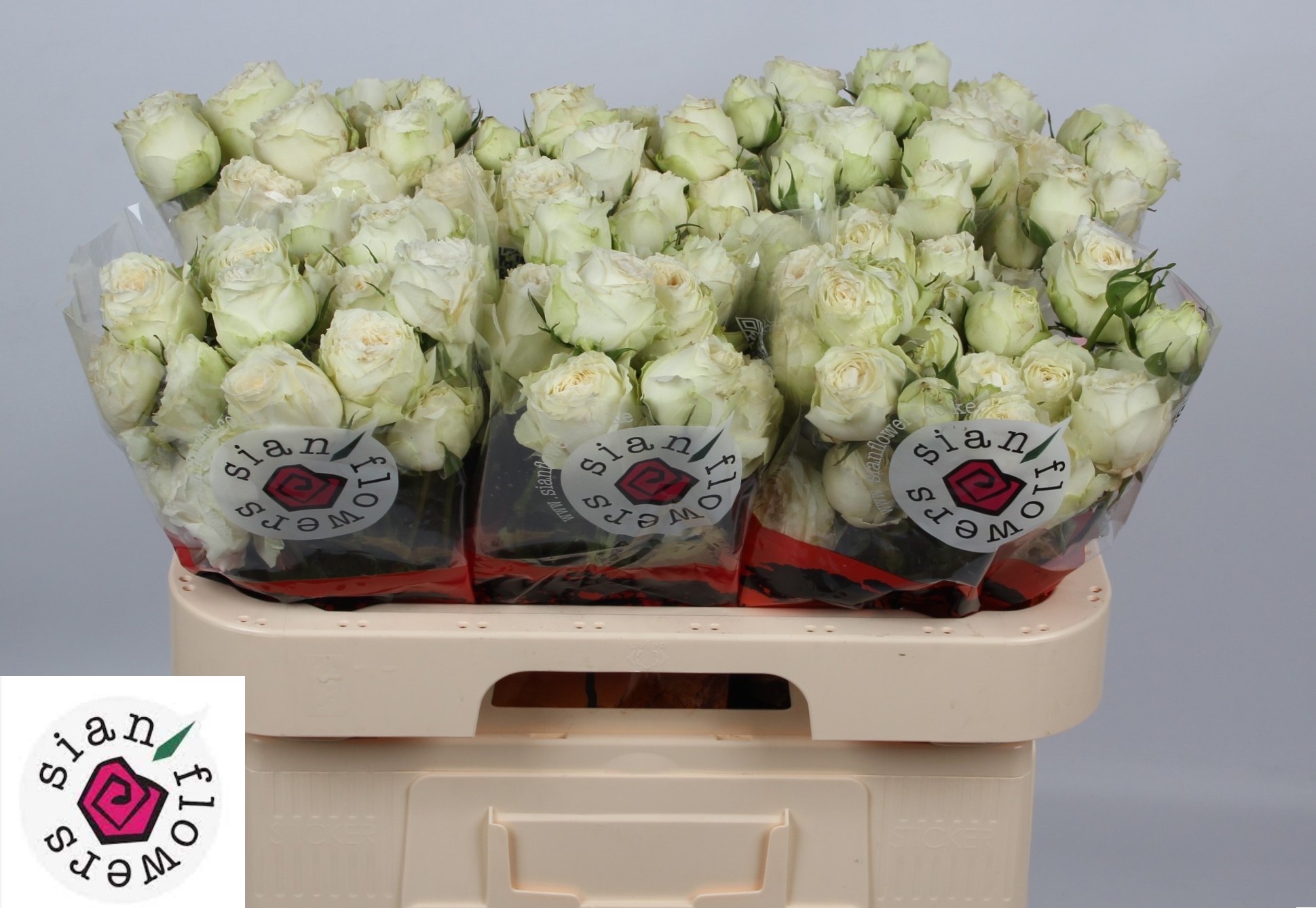 Rosa Spr Astaea 60cm
