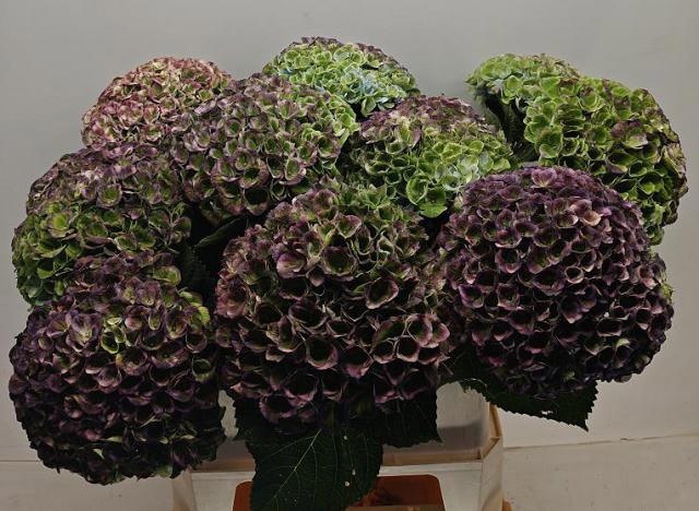 Hydrangea Revolution Pink/green 80cm 20Ø