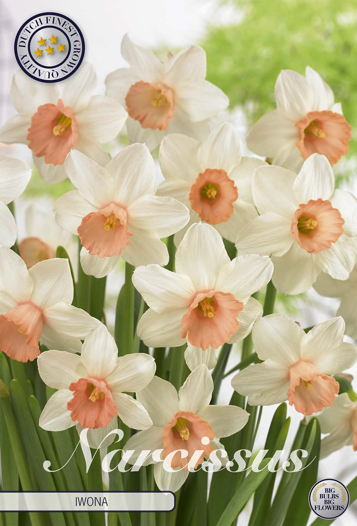 Narcissus Cyclamineus Iwona x5 12