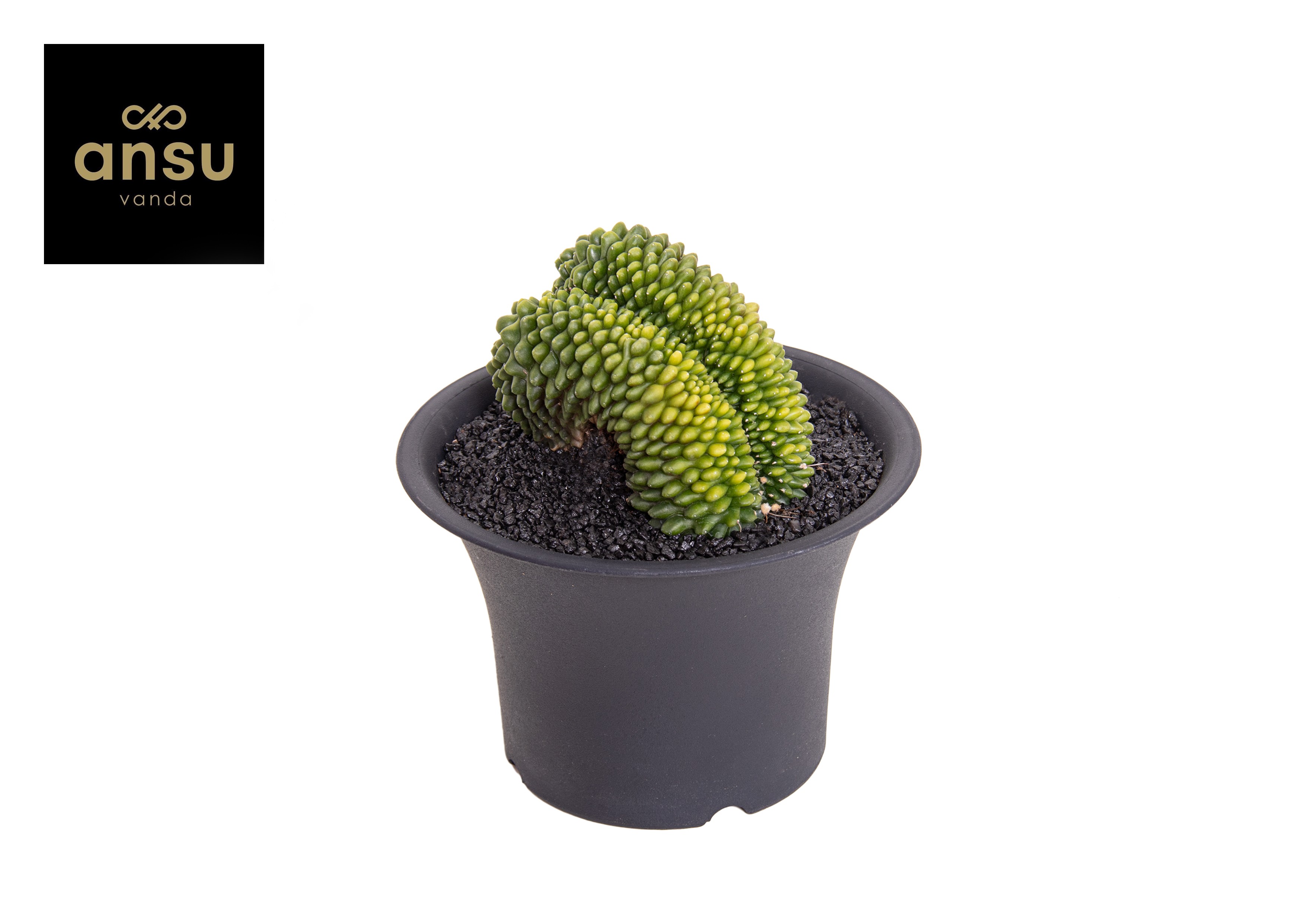 Picture of Gymno Cactus Spineless XXXXL P17 20CM