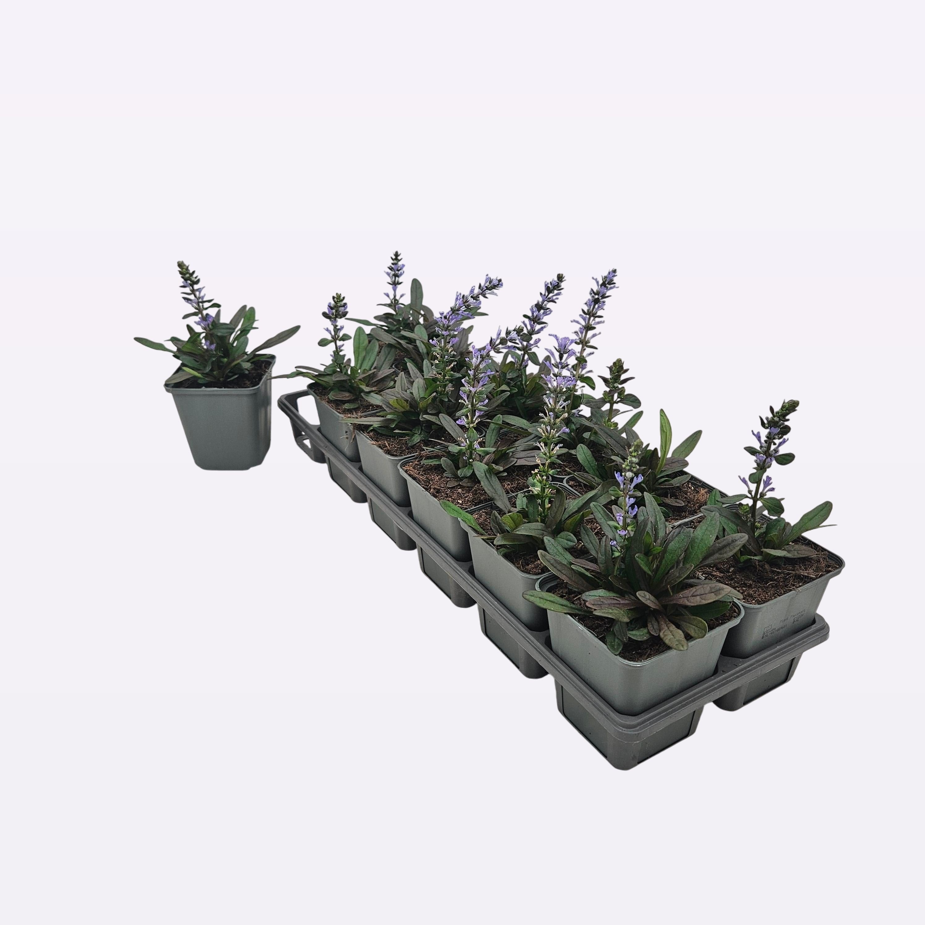 Ajuga reptans 'Chocolate Chips'