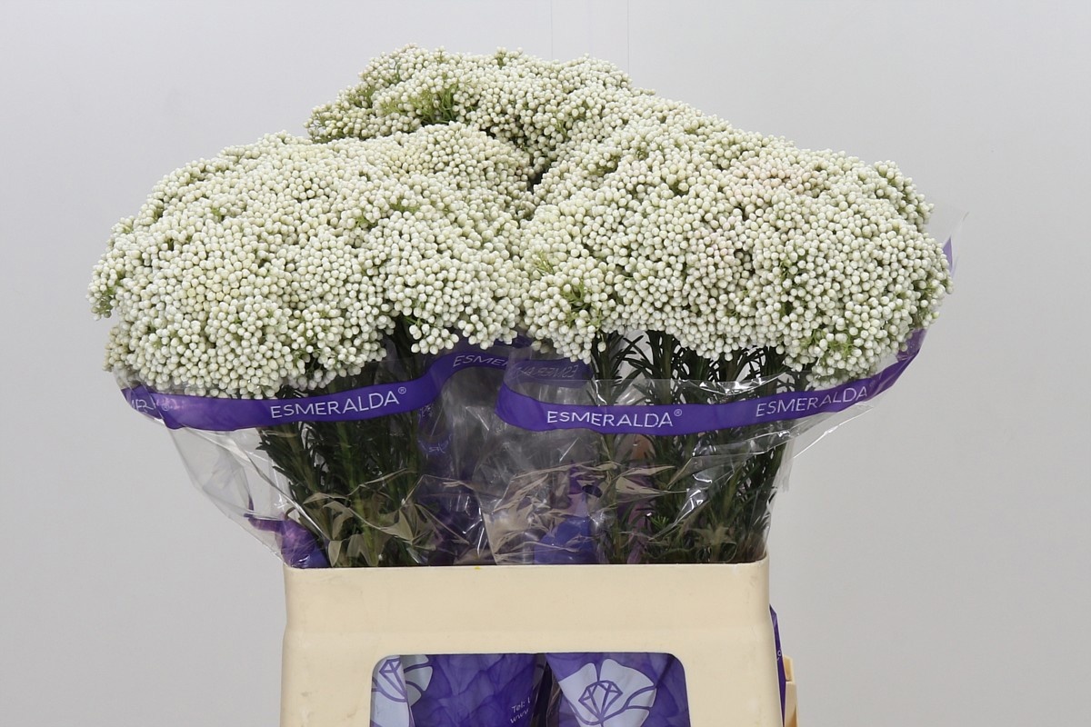 Ozothamus Cooks Snow Whi 60cm