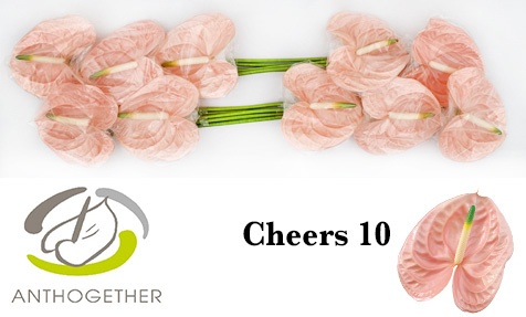 Anthurium Cheers 15Ø